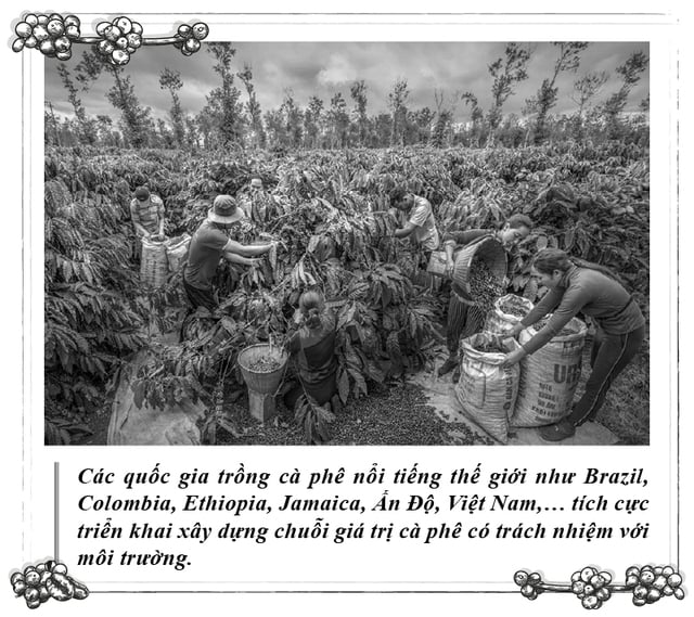 Kỳ 112: Cà phê và sự phát triển bền vững- Ảnh 4.