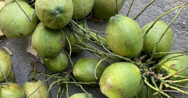 Bất ngờ thứ trong quả dừa bổ dưỡng 'chẳng kém nhân sâm tổ yến' cực nhiều ở Việt Nam, nhưng ít người biết