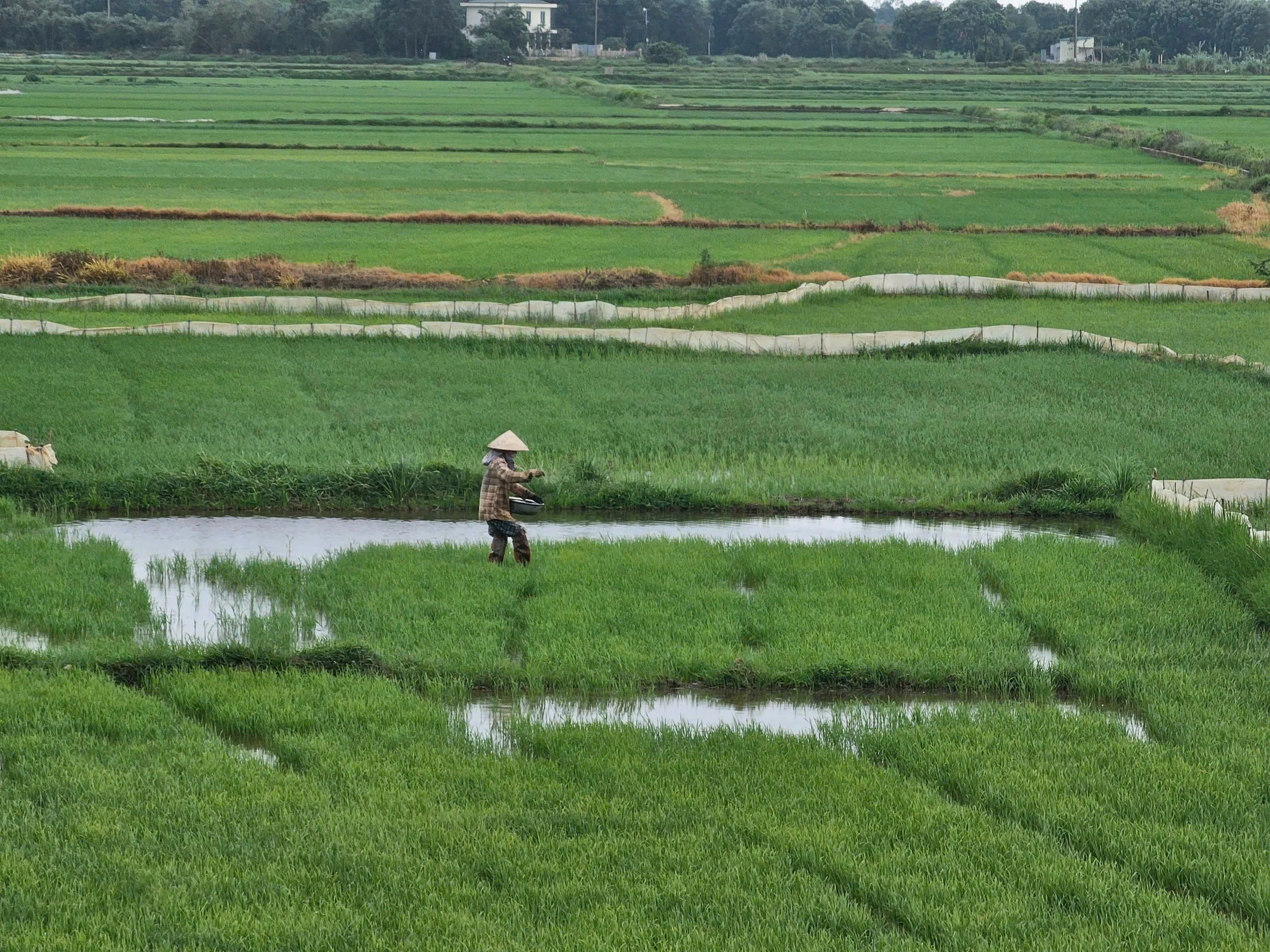 Nông dân lo lắng khi giá phân bón liên tục tăng cao