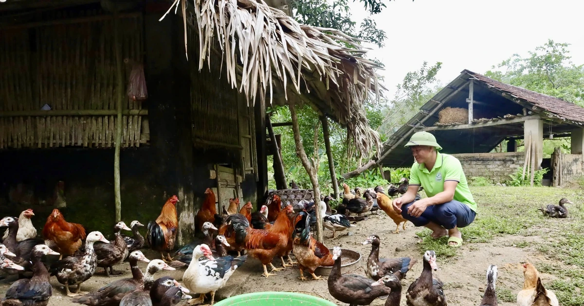 Phát triển nông sản bản địa, hướng đi mới ở Sơn Lương