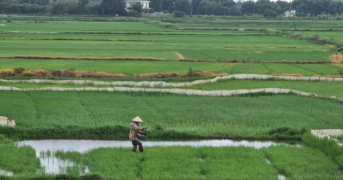 Nông dân lo lắng khi giá phân bón liên tục tăng cao
