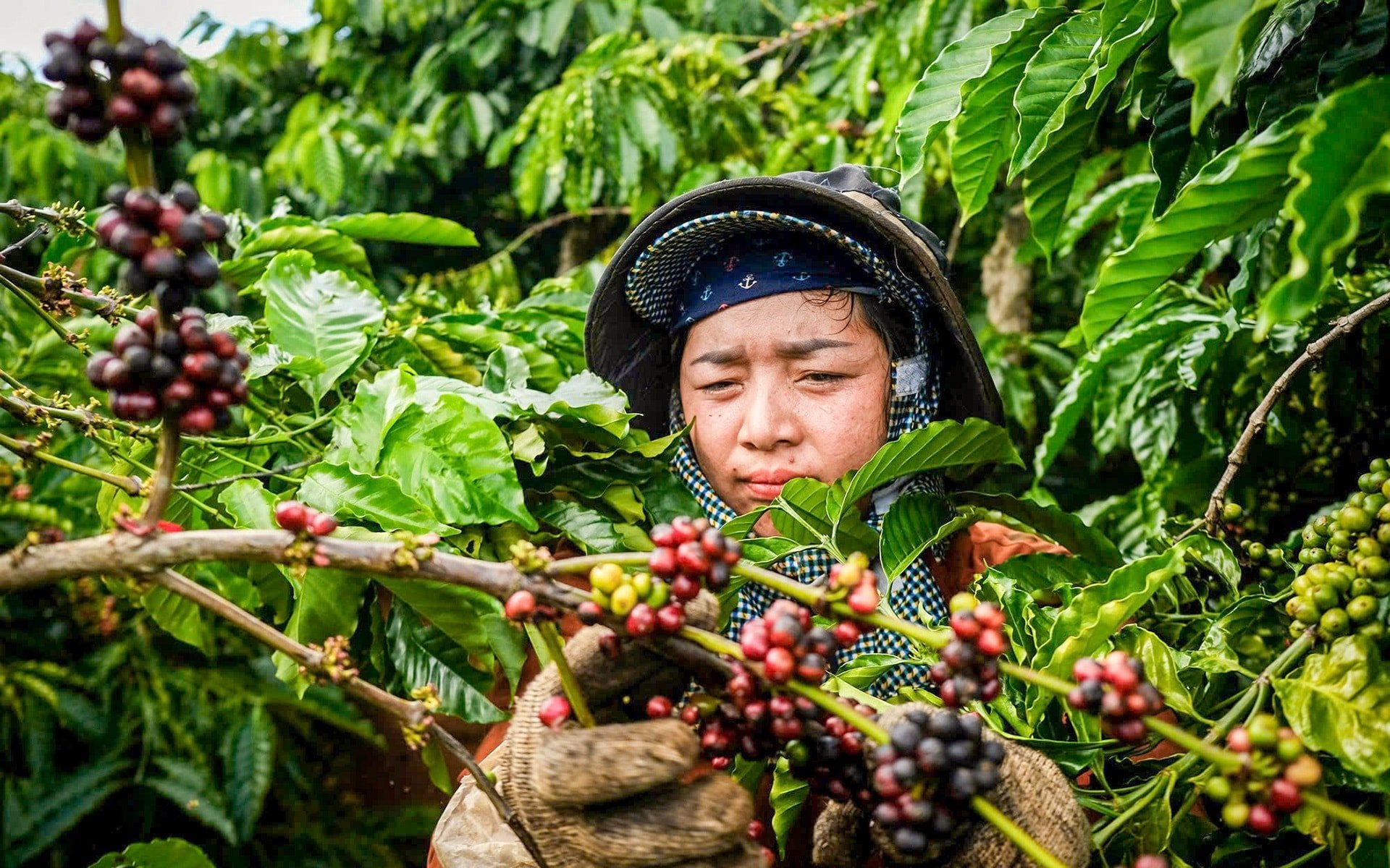 Giá cà phê hôm nay 29/7/2025: Tiếp tục tăng nhẹ