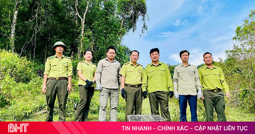 Tái thả 6 cá thể động vật hoang dã về Vườn Quốc gia Vũ Quang