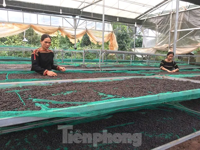 Cầu nối giúp nông dân làm kinh tế kiểu mới ảnh 4