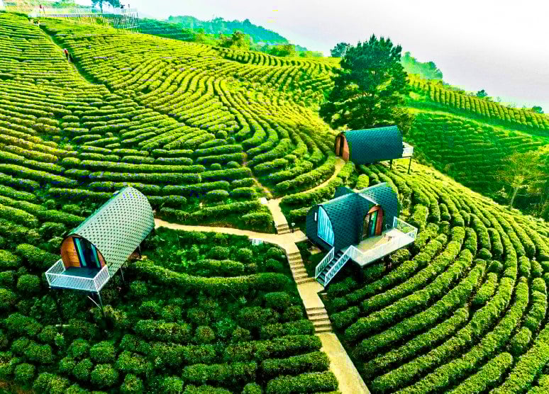 តំបន់ទេសចរណ៍ធម្មជាតិ Kolia Organic Farm ឃុំ Thanh Cong (Nguyen Binh) គឺជាកន្លែងដ៏ល្អដើម្បីបញ្ចៀសកំដៅ ជាពិសេសនៅរដូវក្តៅ។