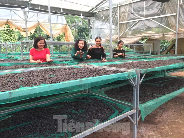 Cầu nối giúp nông dân làm kinh tế kiểu mới ảnh 5