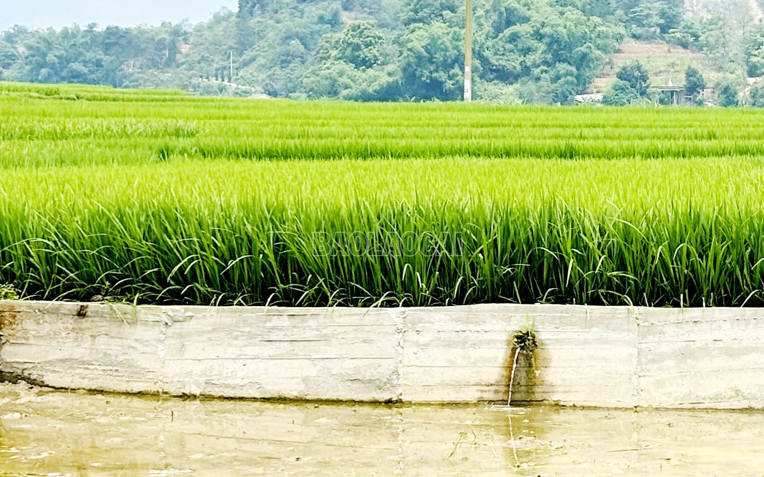 baolaocai-c_333.jpg