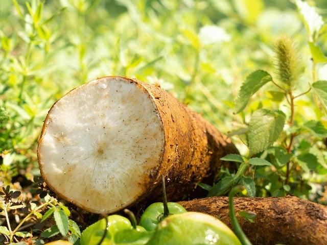 4 types de plantes à éviter de manger crues car elles peuvent être toxiques - Photo 1.