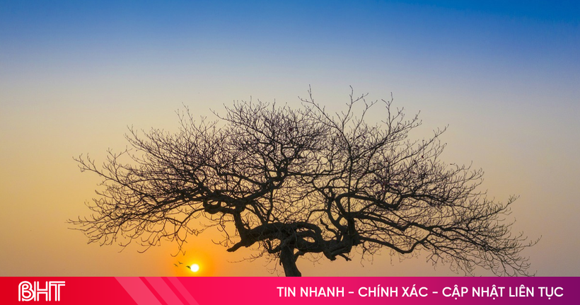 Podcast tản văn: Tình quê trong món rau lang