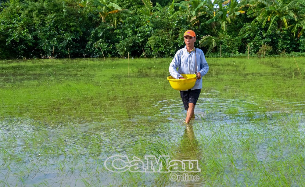 Quá trình gieo sạ, nông dân tuân thủ quy trình “1 phải, 5 giảm”.