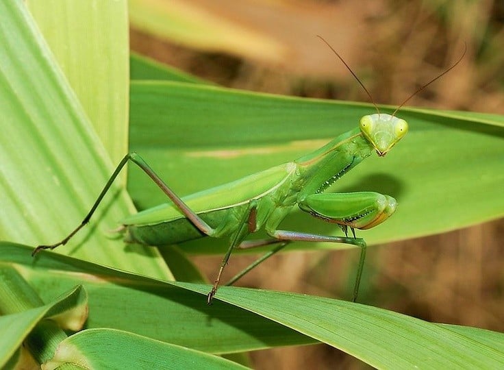 1. Có tư thế “cầu nguyện” đặc trưng khi nghỉ ngơi. Hậu tố “religiosa” (nghĩa là “tôn giáo” trong tiếng La-tinh) trong tên khoa học của loài này bắt nguồn từ tư thế hai chân trước gập lại giống như đang cầu nguyện. Ảnh: Pinterest.