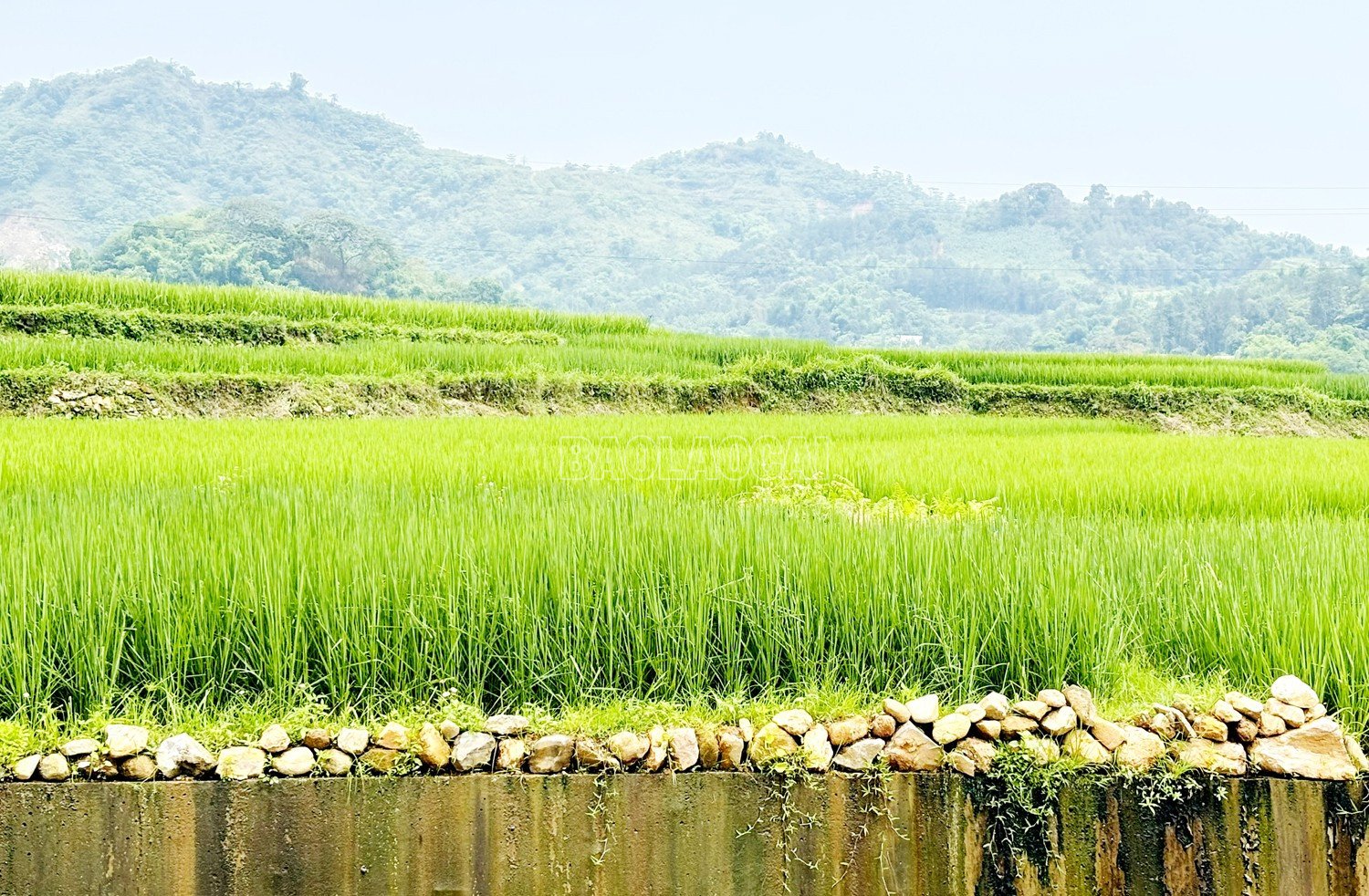 baolaocai-c_444.jpg
