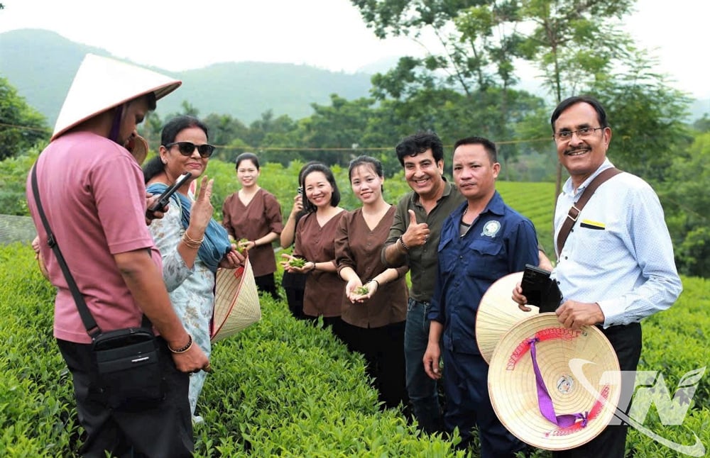 Du khách nước ngoài thích thú khi trải nghiệm tại các vùng chè Thái Nguyên.
