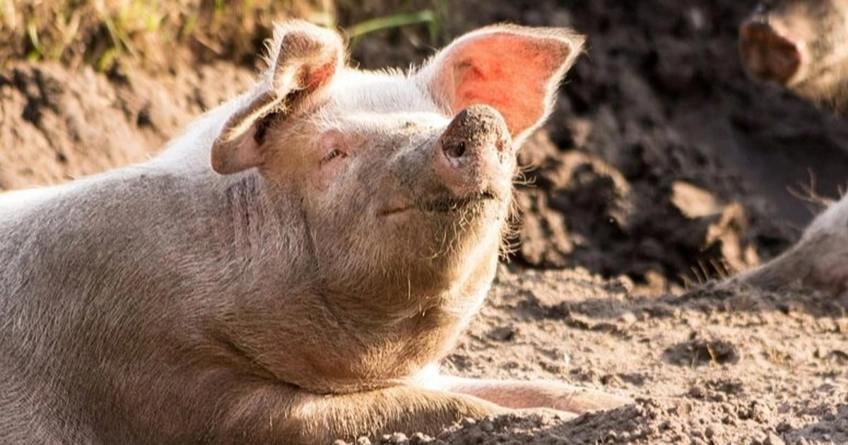 "Pig farming tycoon" in Bac Ninh exceeds annual plan after 6 months