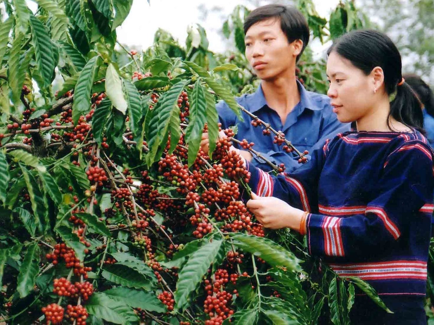 Giá cà phê hôm nay 3/7/2025: Tăng giá liên tiếp
