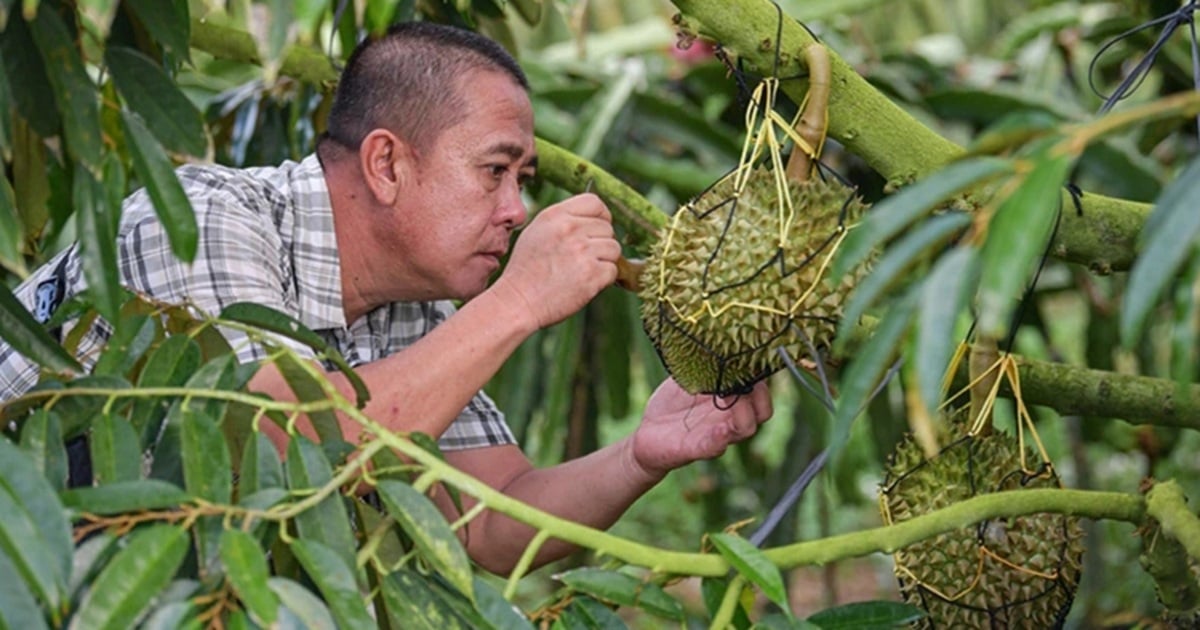 របៀបដែលចិនដាំទុរេនដោយខ្លួនឯង ធ្វើឱ្យថៃ និងវៀតណាមមានការប្រុងប្រយ័ត្ន