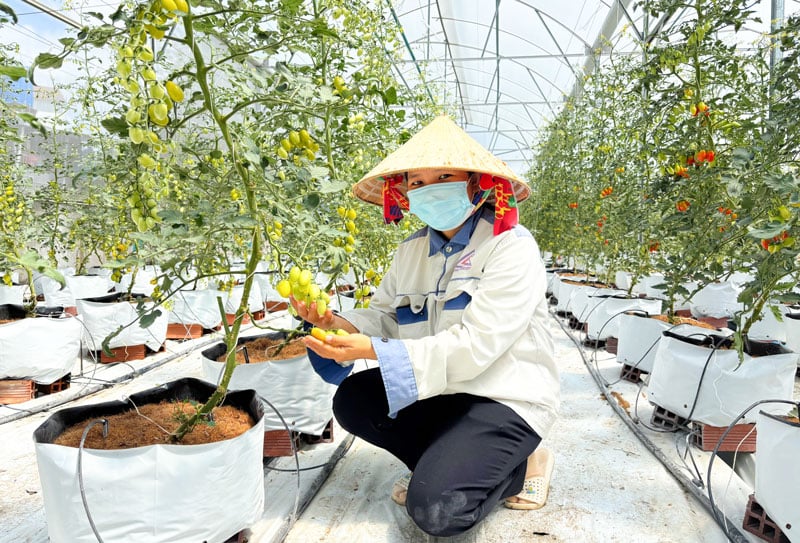 Le secteur agricole est restructuré vers l’efficacité et la durabilité associées à la transformation verte.