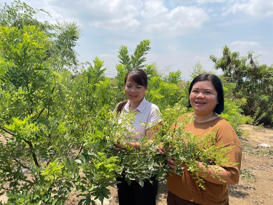 chi-bui-thi-tuyet-nhung-bia-phai-thon-ia-ptau-xa-ia-sol-huyen-phu-thien-dan-khach-di-tham-quan-vuon-hoa-hoe-cua-gia-dinh-anh-vu-chi.jpg
