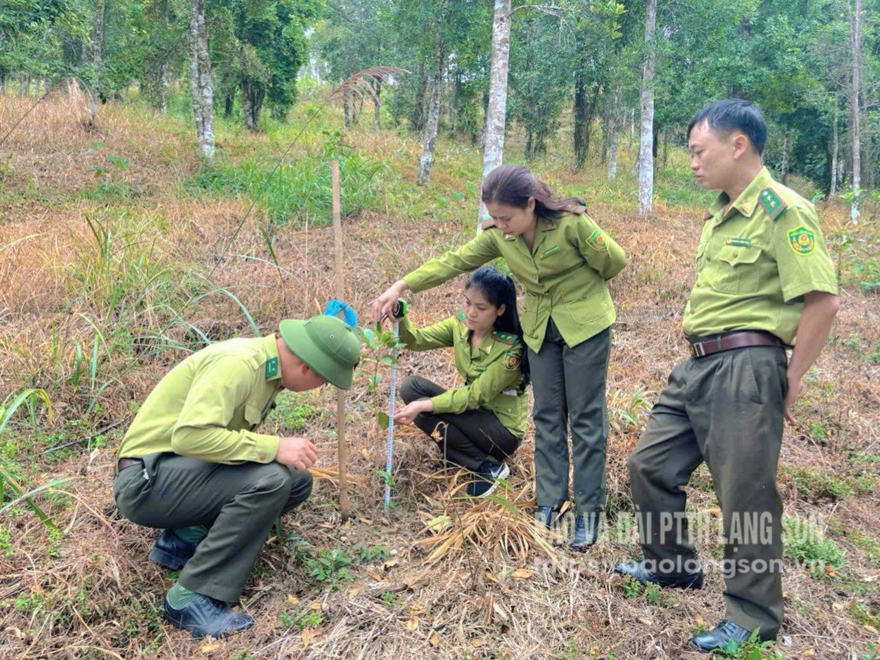 Cán bộ kiểm lâm kiểm tra việc trồng cây phân tán tại xã Bình Gia