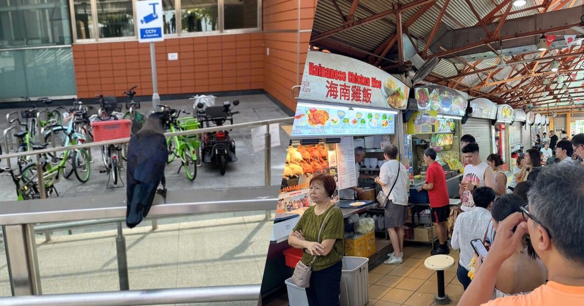 'Is Singapore so clean... and why are there so many crows?'