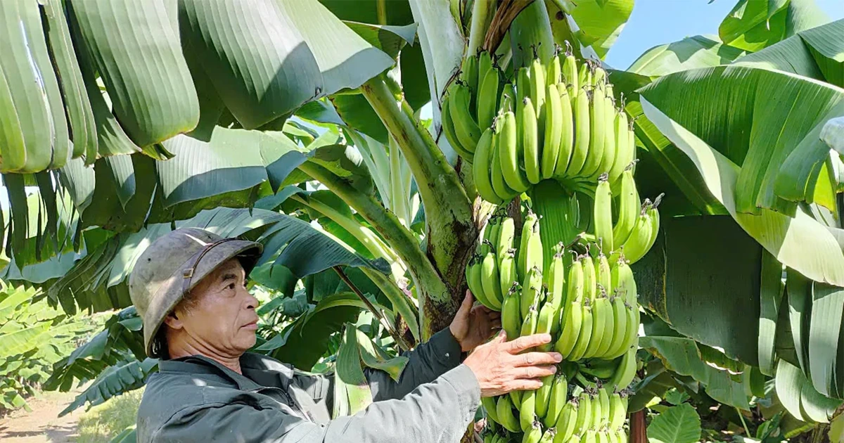 Sweet and fragrant banana Ban Nguyen