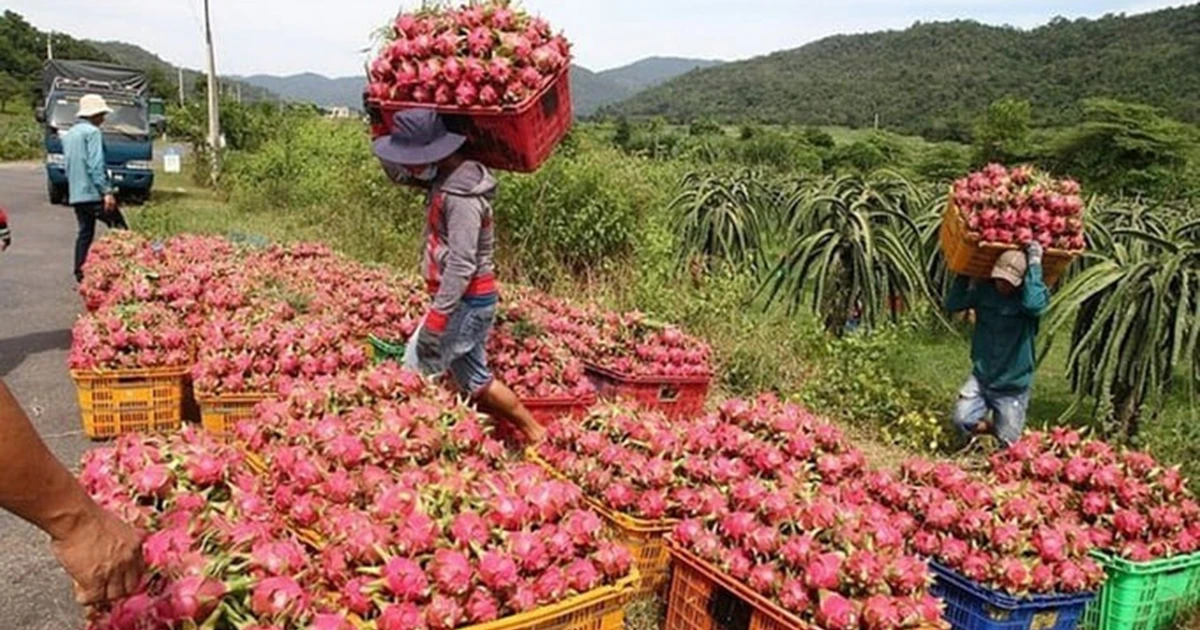 Họp 'nóng' tìm cách khơi thông ách tắc nông sản xuất châu Âu
