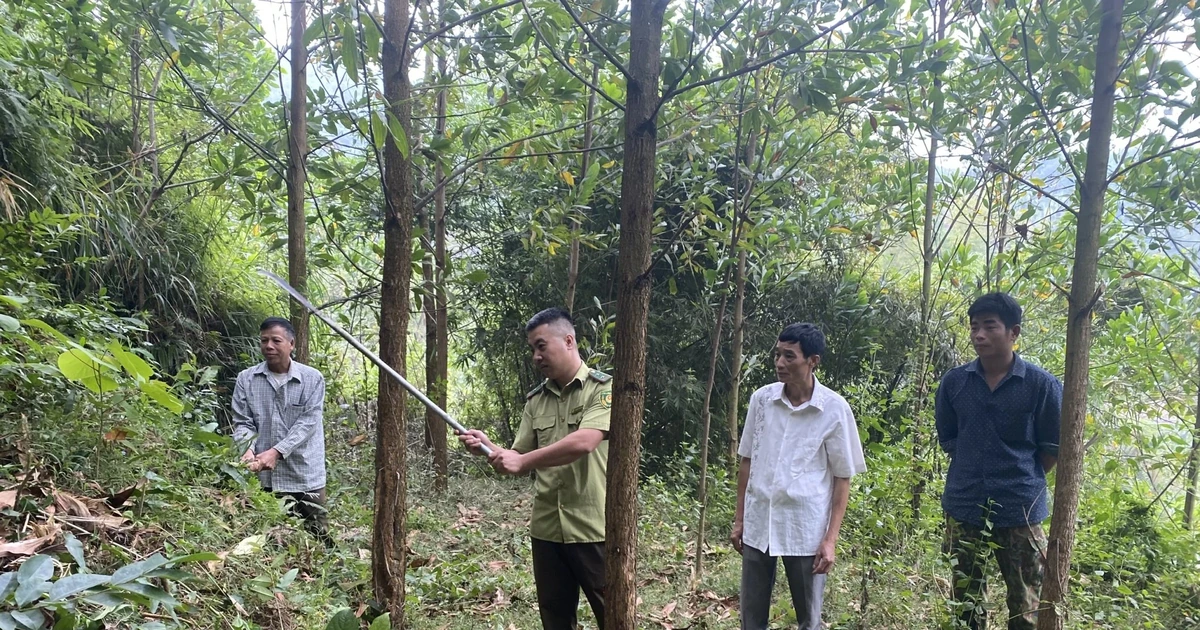 Tăng cường bảo vệ và phát triển rừng