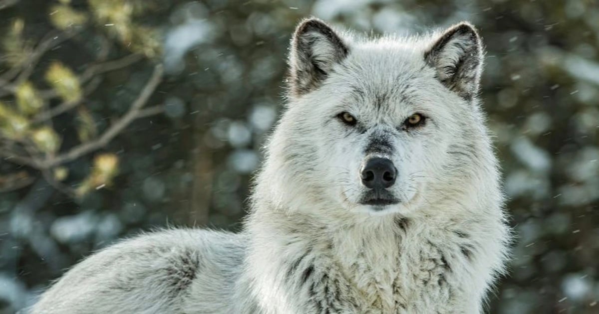 Sự trở lại của loài sói giúp rừng Yellowstone "hồi sinh" thế nào?