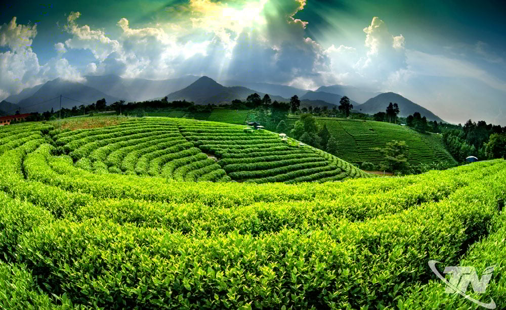 Vùng chè La Bằng với những đồi chè xanh trải dài ngút ngát.