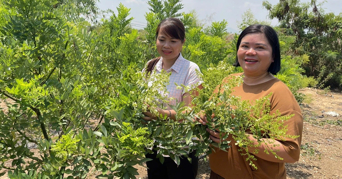 Deploying a model of planting 3 hectares of medicinal plants Solanum procumbens in Phu Thien commune