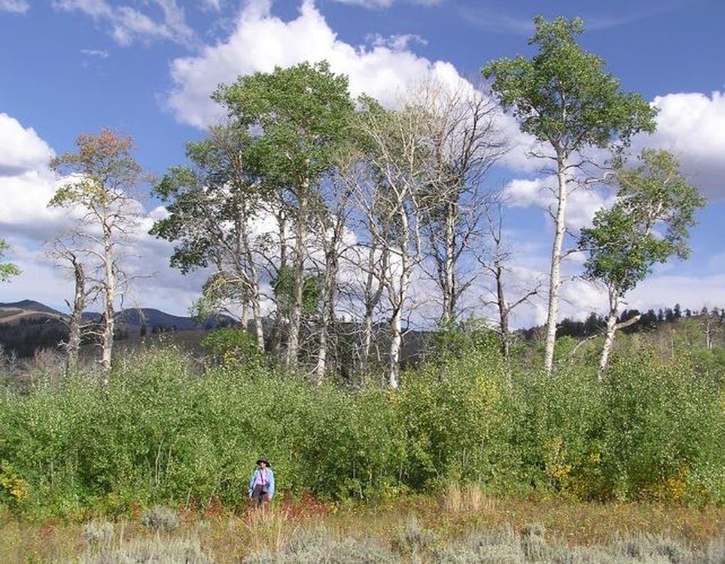 Sự trở lại của loài sói giúp rừng Yellowstone hồi sinh thế nào? - 1