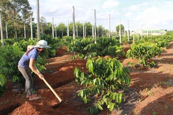 Nhức nhối nạn tranh chấp, lấn chiếm khi giao khoán đất cho doanh nghiệp
