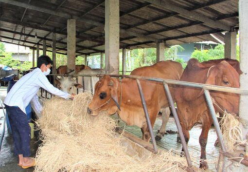 Tái chế phụ phẩm - Mở lối cho nông nghiệp tuần hoàn