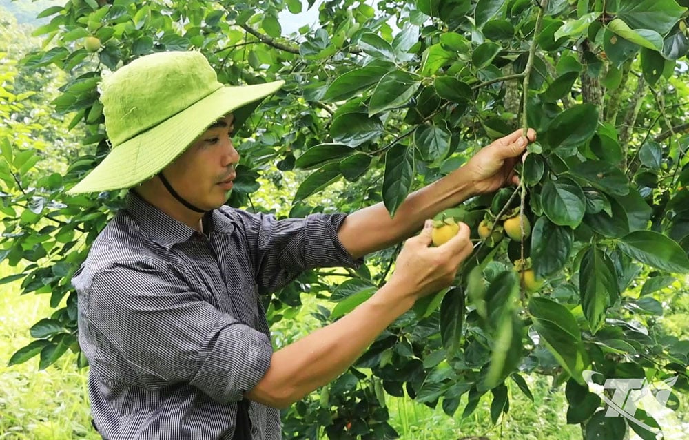 Hồng không hạt những năm gần đây mang lại hiệu quả kinh tế cao cho người dân.