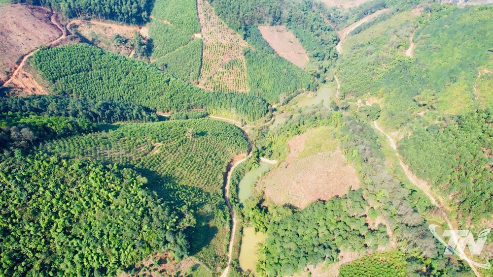 Forestry road to production area in Thanh Mai commune.