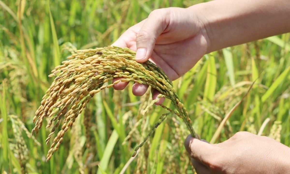 Giá lúa gạo hôm nay 30/7: Lúa tươi tăng nhẹ, giao dịch chậm 