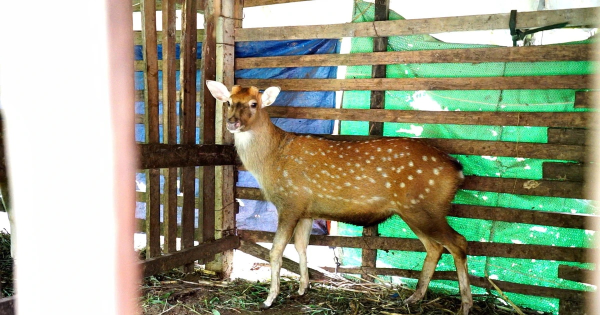 ទស្សនវិស័យនៃគំរូកសិដ្ឋានចិញ្ចឹមសត្វក្តាន់