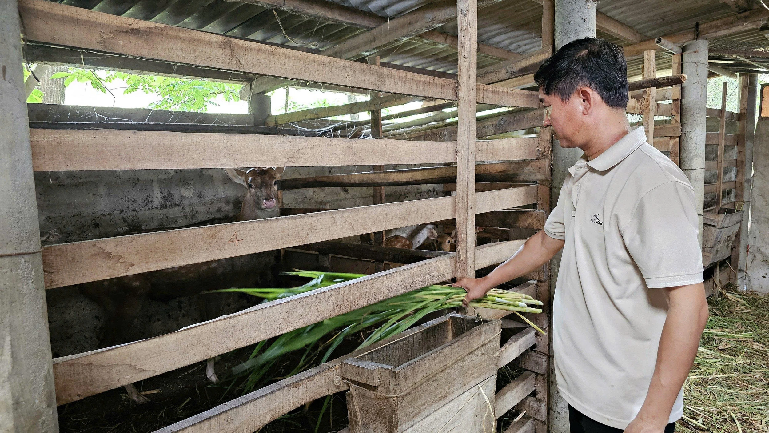 Triển vọng mô hình nuôi hươu lấy nhung