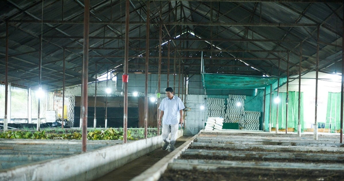 Một kỹ sư Lâm Đồng bỏ lương 30 triệu/tháng về làm nông nghiệp