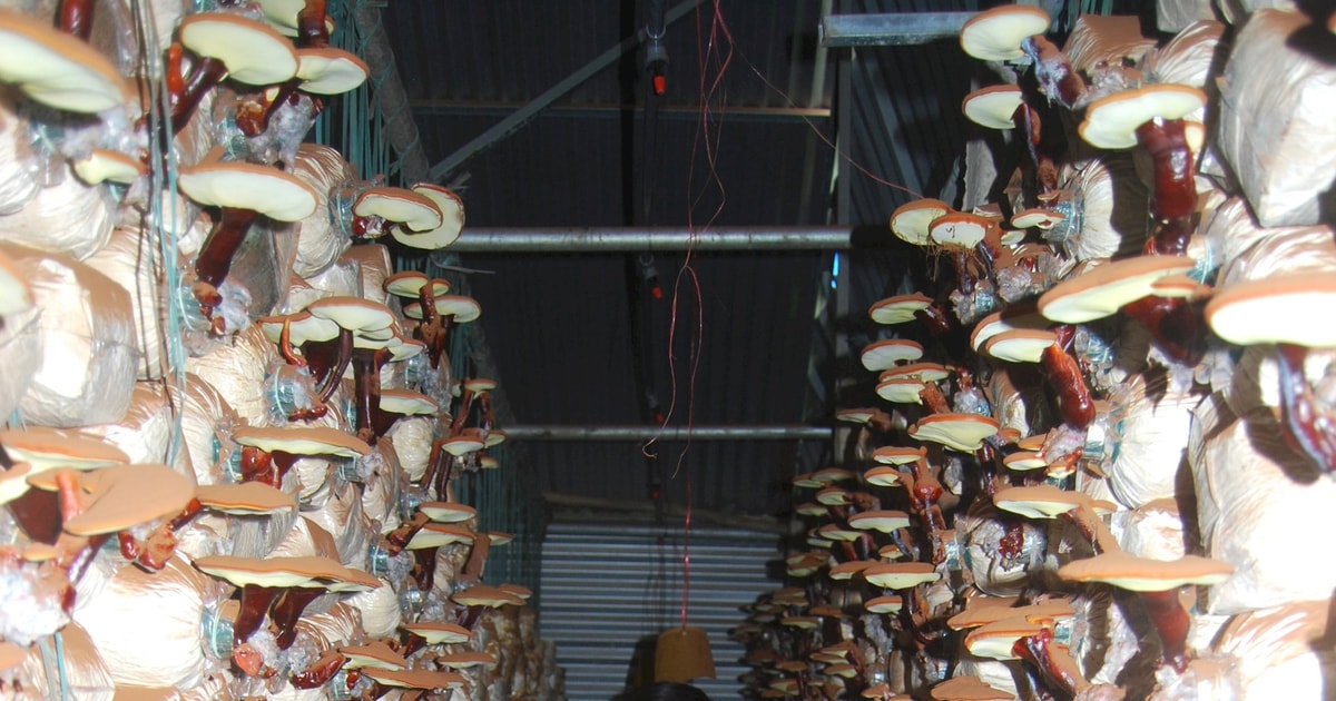 “Không gian nấm” của Quốc Khánh Farm