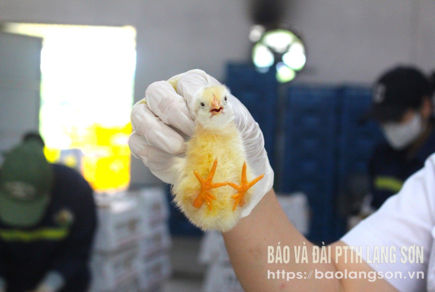 Gà giống 6 ngón Mẫu Sơn 