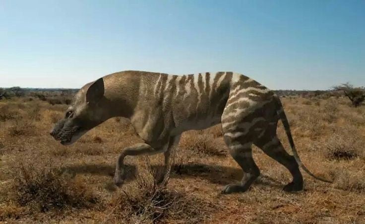 3. Có nhiều loài với kích thước khác nhau. Chi Hyaenodon gồm hàng chục loài, từ những cá thể chỉ nặng vài kg cho đến những con khổng lồ dài gần 4 mét và nặng trên 500 kg. Ảnh: Pinterest.