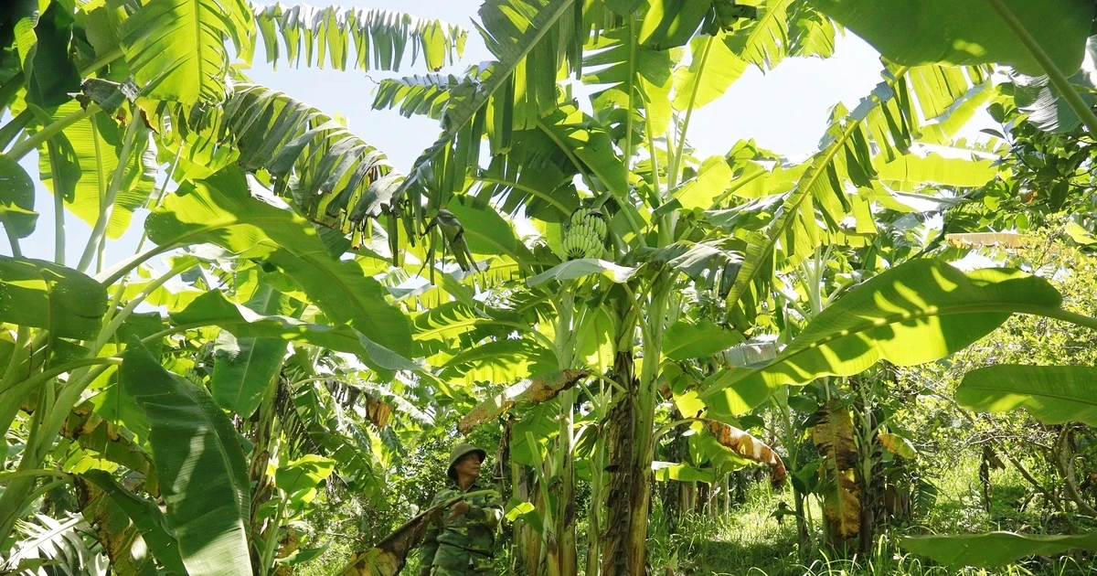 “Kho vàng xanh” bên núi Chẹn