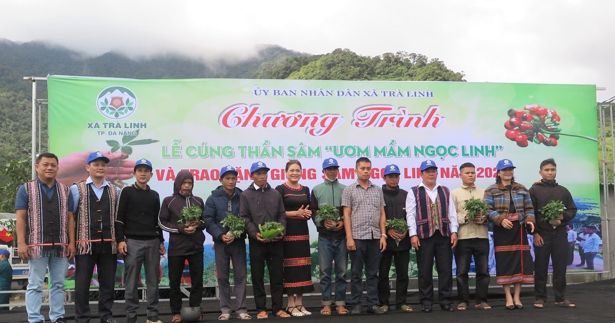 Giving 7000 Ngoc Linh ginseng seedlings to poor households
