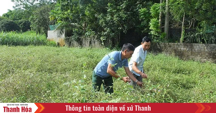 Phát triển cây dược liệu theo hướng bền vững