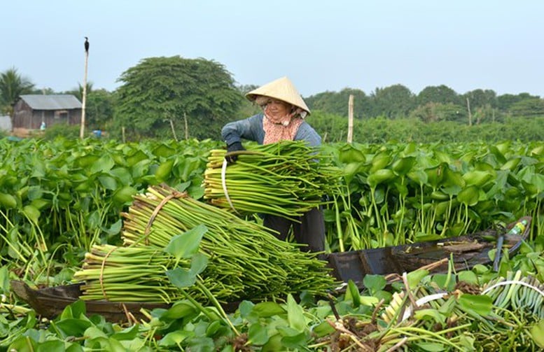 Phòng ngừa, khoanh vùng từ sớm để quản lý loài ngoại lai xâm hại- Ảnh 1.