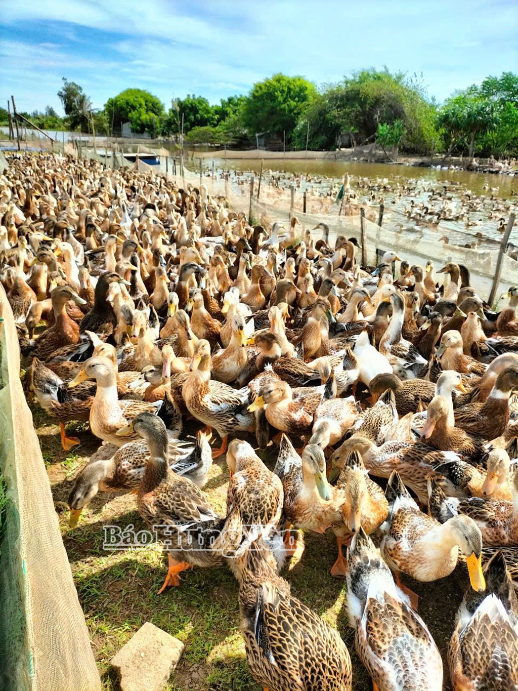 HTX Chăn nuôi tổng hợp lựa chọn vịt biển 15 Đại Xuyên làm sản phẩm chủ lực, xây dựng thương hiệu.
