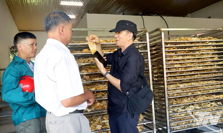 Tập huấn tiếp cận, liên kết thị trường sản phẩm dược liệu
