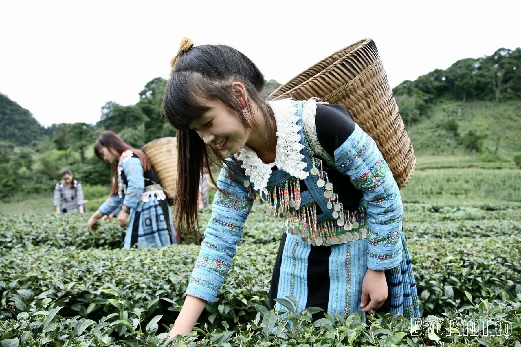 „Erweckung“ des Potenzials der Teeregion Pa Co Shan Tuyet