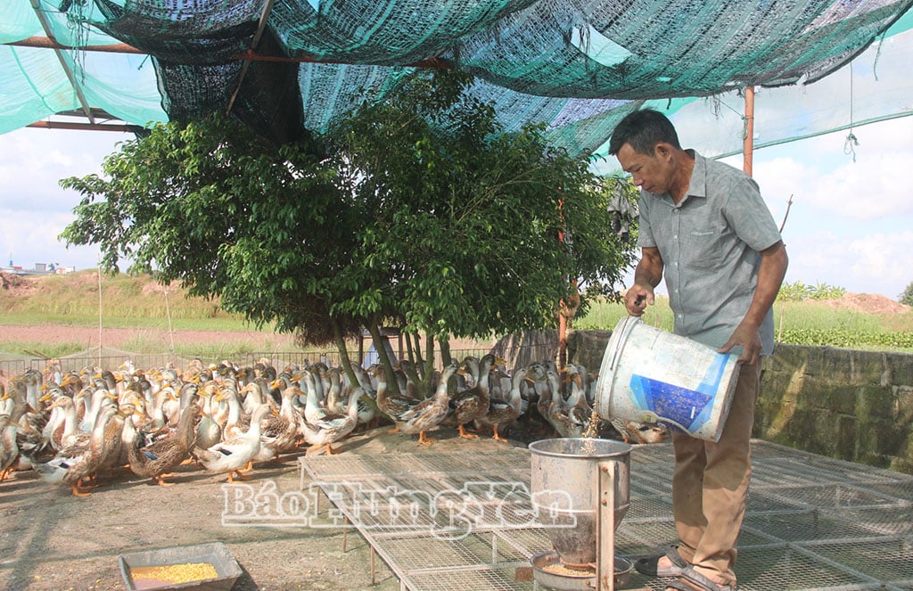 Mỗi năm, HTX Chăn nuôi tổng hợp cung ứng ra thị trường gần 10 vạn con vịt biển thương phẩm, trên 1,4 triệu quả trứng.